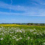 Kiek op de Mo(a)nd
