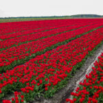 Kiek op de Mo(a)nd